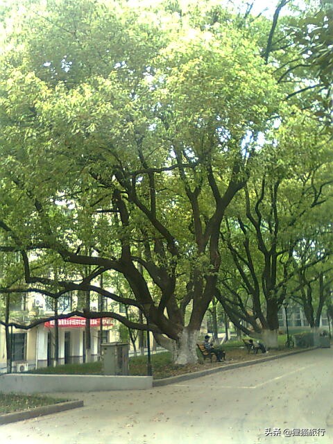 百年名校南京大学一日游，八年前的老照片带你回忆南大