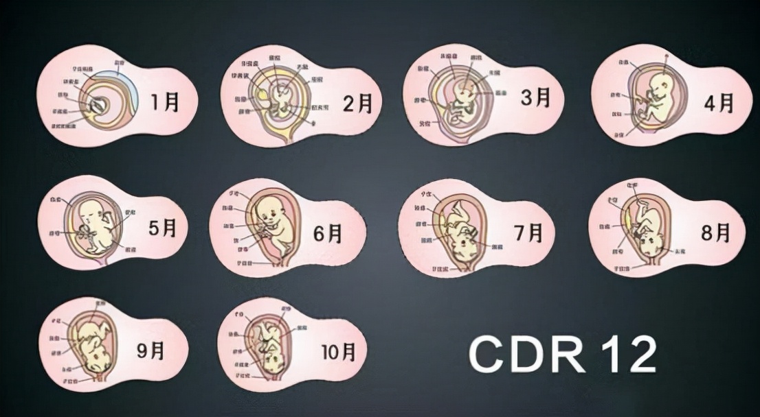 如何计算怀孕时间