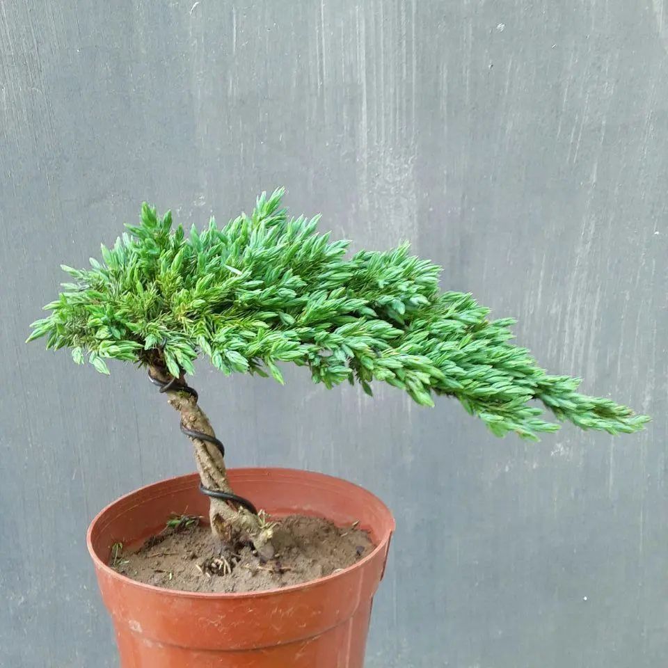 绝佳的盆景状态靠"养"地柏盆景【养护管理】对于成型地柏盆景的养护