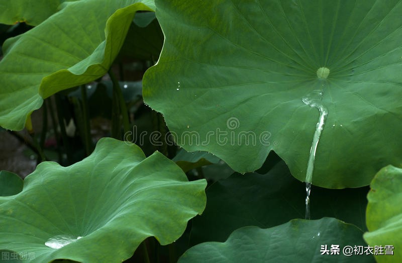 仲夏荷叶雨露七首：盈盈荷上露，满池荷叶捧真珠