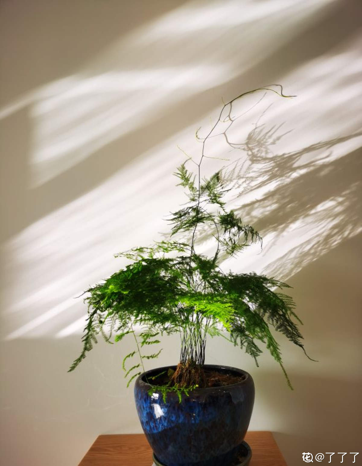 高雅有内涵的花名（8种“儒雅花”文章推荐）