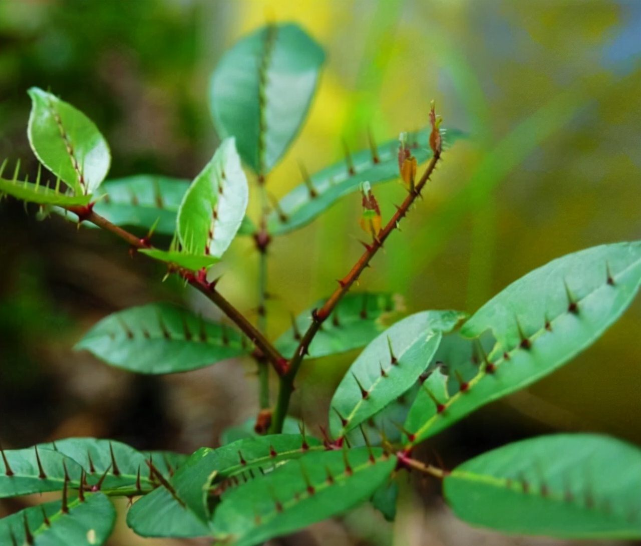 价值两面针多分布在广东,广西,福建等南方省份,一般爱生长在丘陵,平地