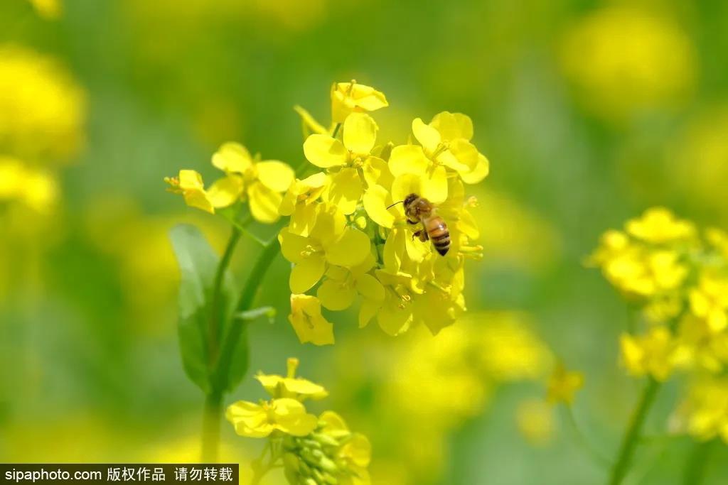 去哪看油菜花,