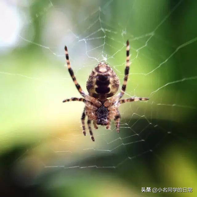 如何用手机，拍出类单反一样微距照片？