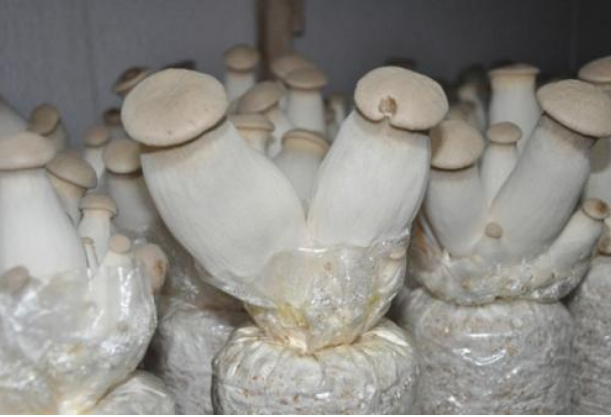 美队杏鲍菇尺寸图片(买杏鲍菇,挑小的还是挑大的?