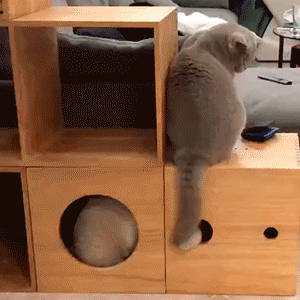 费时+费力+费钱=2人2猫的梦想屋，125平40万落地