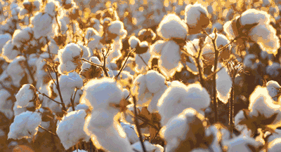 棉花暴涨，棉花股会持续给力吗？市场有分歧