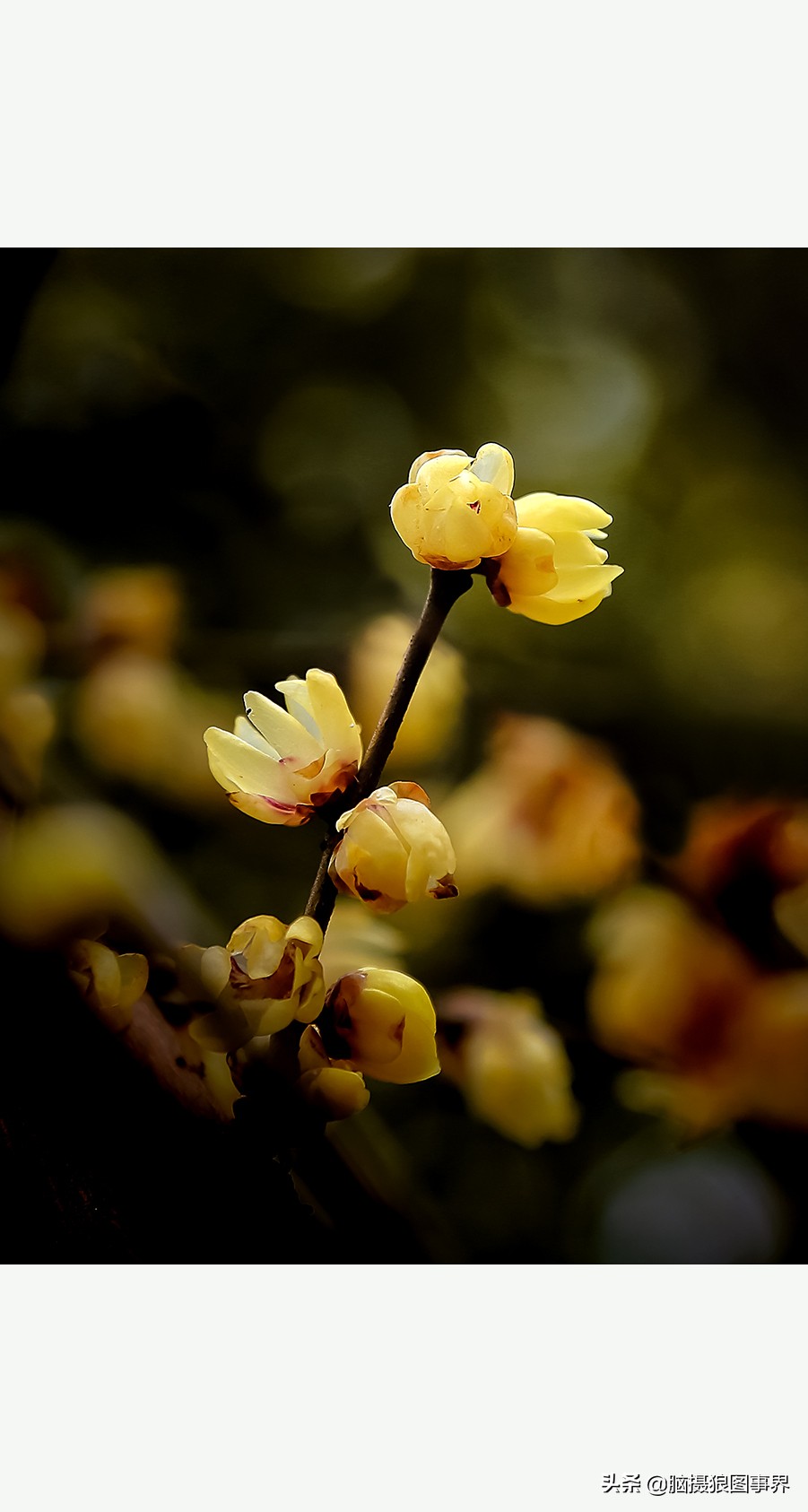 梅花图片大全 梅花图片唯美古风-人人投票