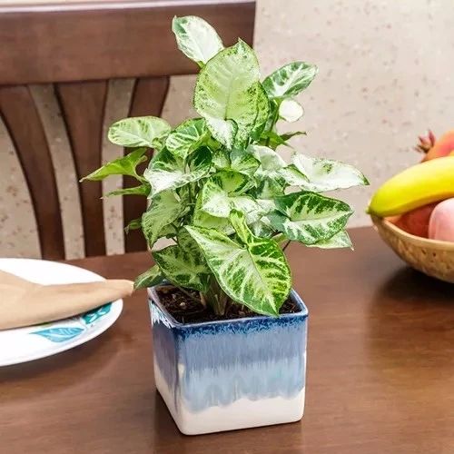 白蝴蝶植物绿植怎么养（绿植白蝴蝶的简单养法）