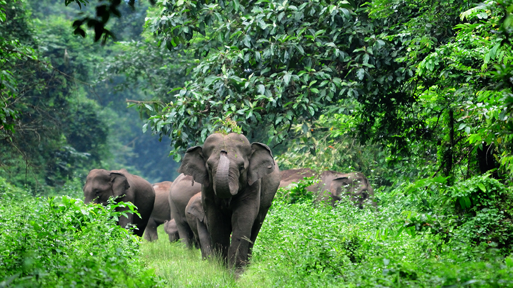 萝芙木价格西双版纳州概况