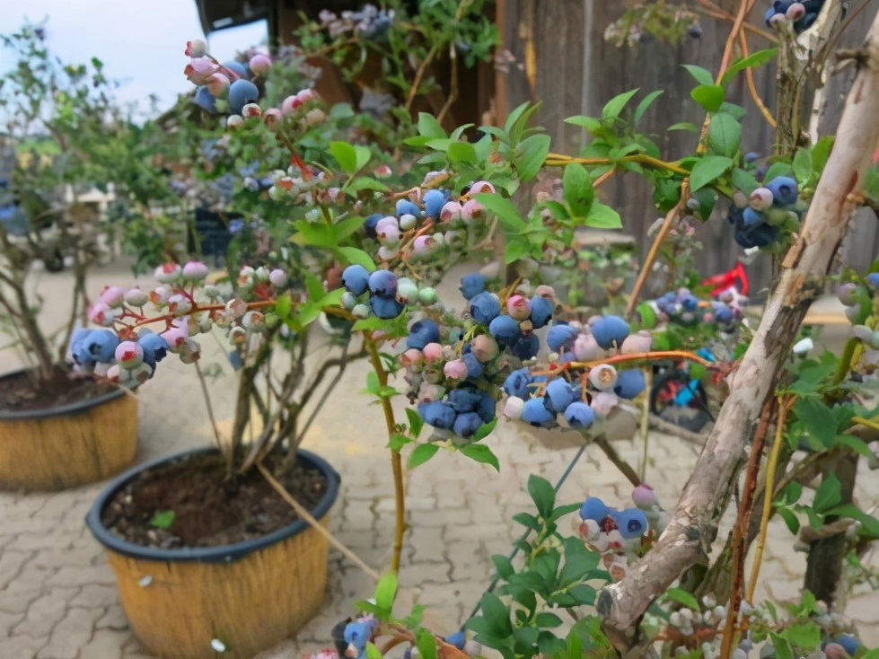 种蓝莓的风水禁忌（家中种蓝莓盆景影响风水吗）-第10张图片-昕阳网