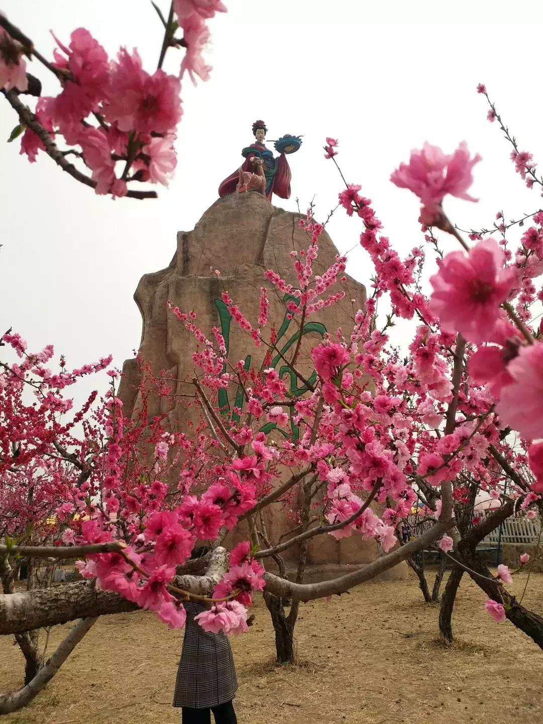 2022北京桃花节图片