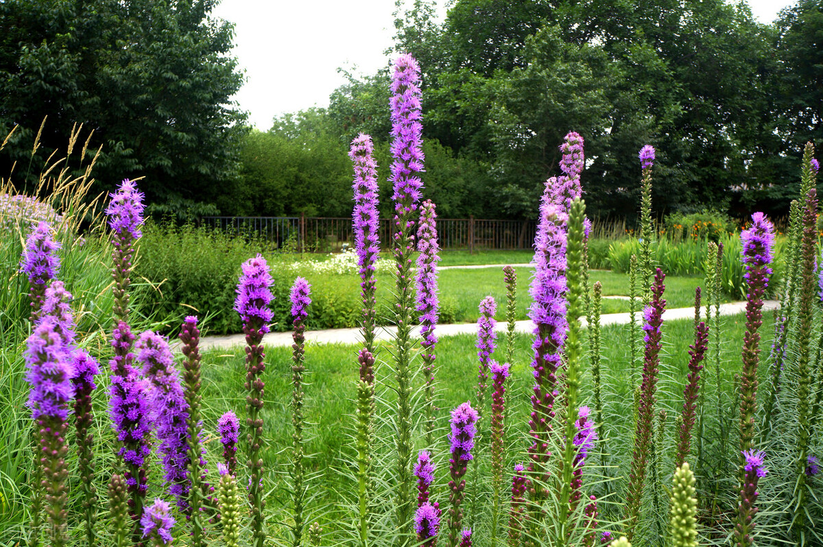 50种常见的园林花卉,图文结合,看你认识多少?学点植物小知识