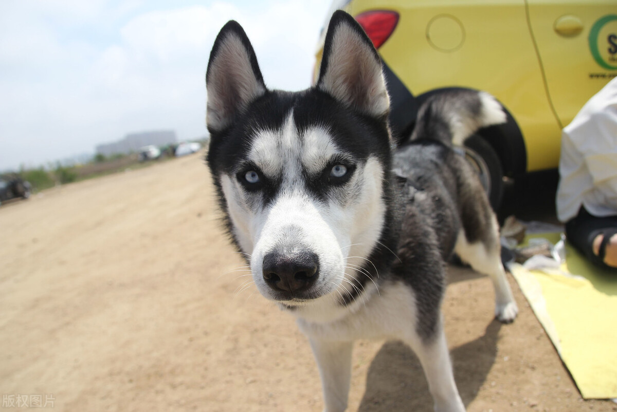 最受欢迎的八种“中型犬”，哪种更得你的“欢心”？