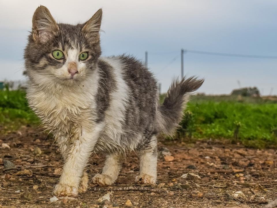 真猫皮大衣，暴利灰色的产业链背后，那么多的猫是哪来的？