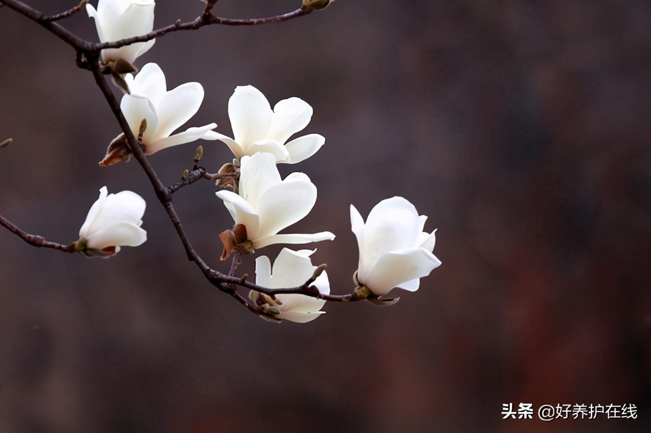 广玉兰是常绿树还是落叶树（盘点玉兰花的五大品种）