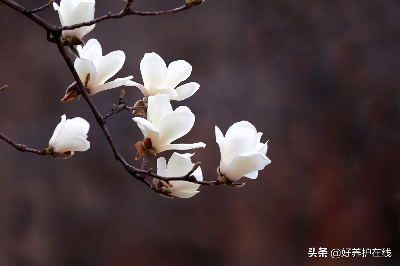 玉兰花有几种颜色（盘点玉兰花的五大品种）