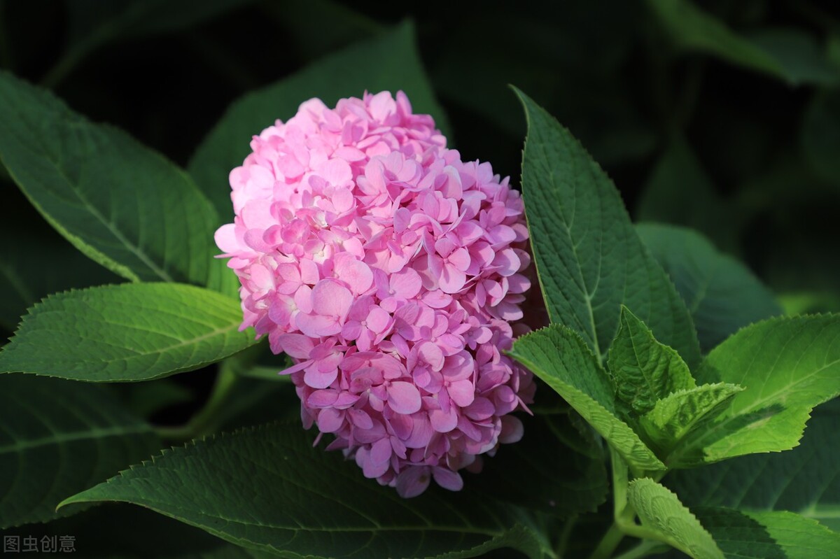 秋冬季节常见的10种反季节花,遇见了掉头就走,别交“智商税”