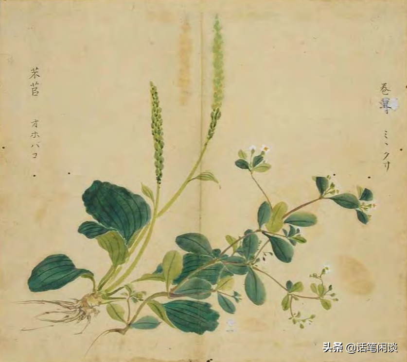 日本学者用心为《诗经》编了数百种图解，万物有灵，又美又细腻