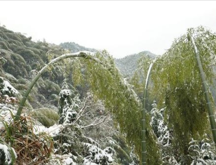 赋古风诗写竹林，寒宵霁雪，遥念山阳竹林，追思竹林六贤及竹林会