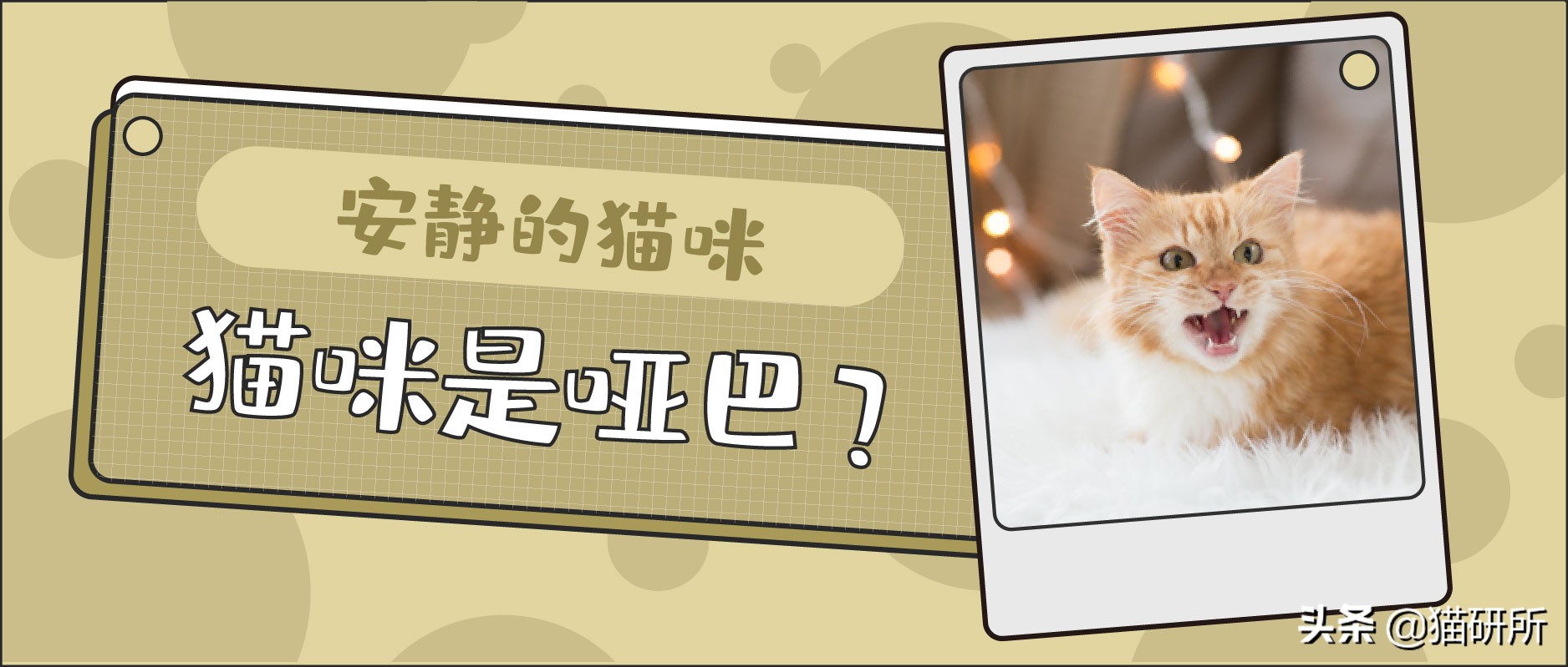 猫咪嗓子哑了怎么办？有些猫为什么不爱叫？