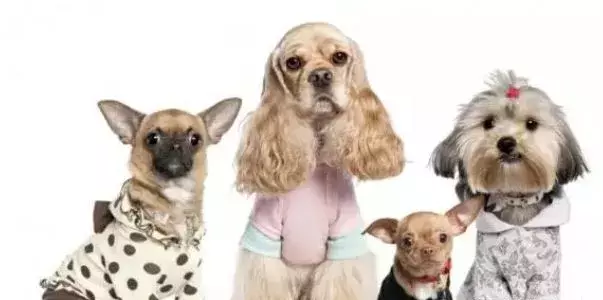 为什么要给狗狗绝育?