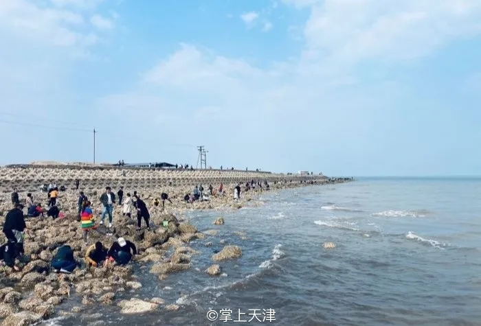 赶海拾贝挖蛤蜊，天津这些地儿你都去过吗？