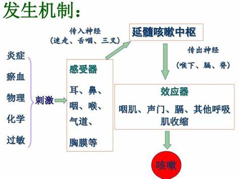 我会向他直接发令(医生大白话辟谣：咳嗽、咳痰马上就要用镇咳药？医生说“不对”)