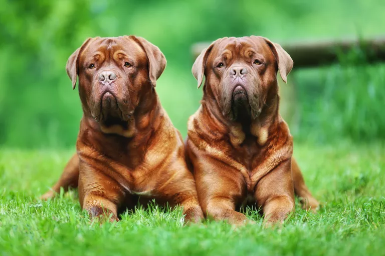 纽波利顿獒犬 纽波利顿犬吃人吗-泛经验