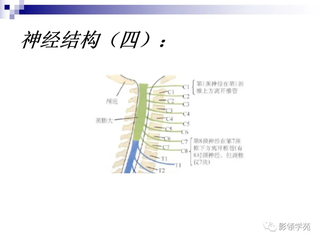 小脑扁桃体下疝畸形概述