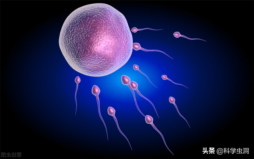 科学家发现:人类卵子对某些人的精子更偏爱,甚至为其"开后门"