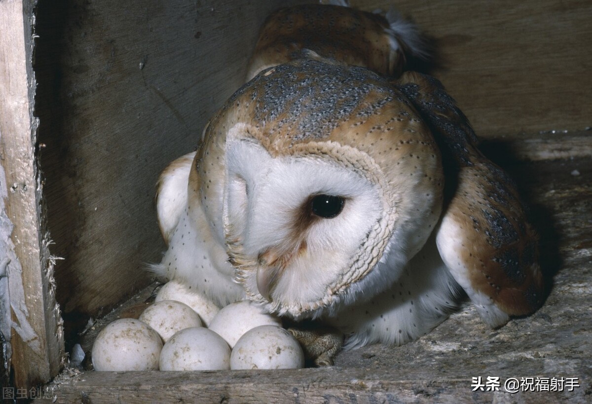 猫头鹰和蛋最后,说起来你可能不信,我费了一个上午的功夫用手机写的