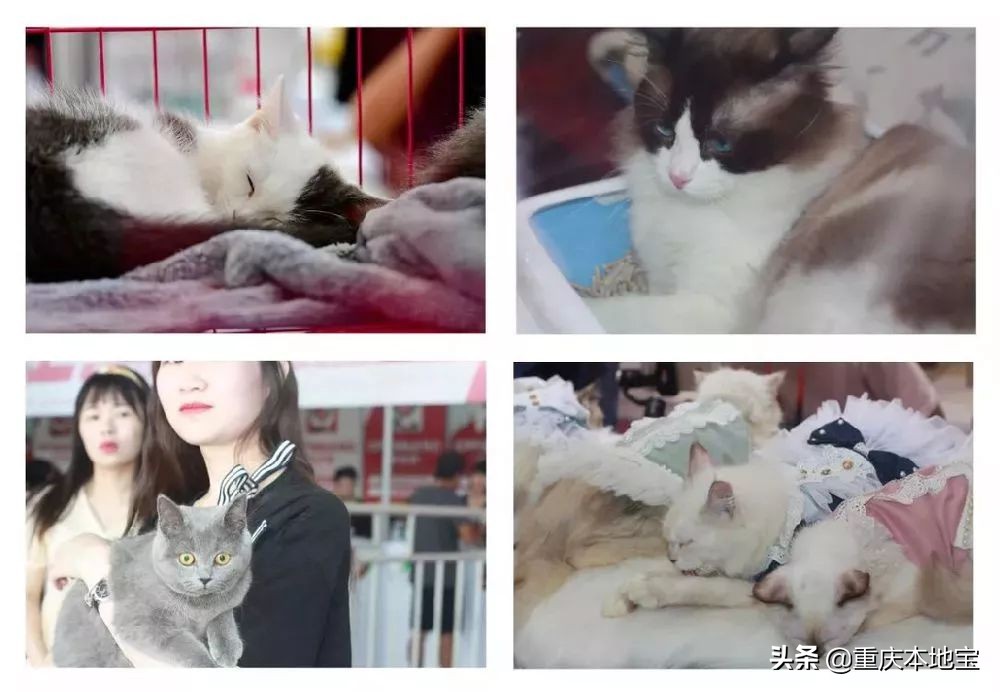 一大波萌宠来袭！国际宠博会落地重庆！还有限量免费门票可以领