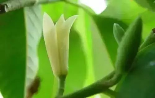 广州市市花是什么（全国56个城市的市花介绍）