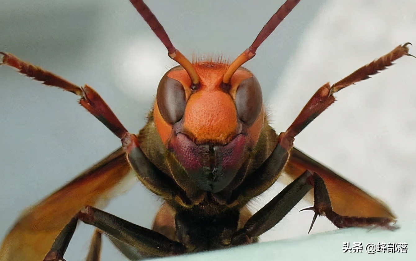 大虎头蜂百科(科普关于大虎头蜂的小知识)