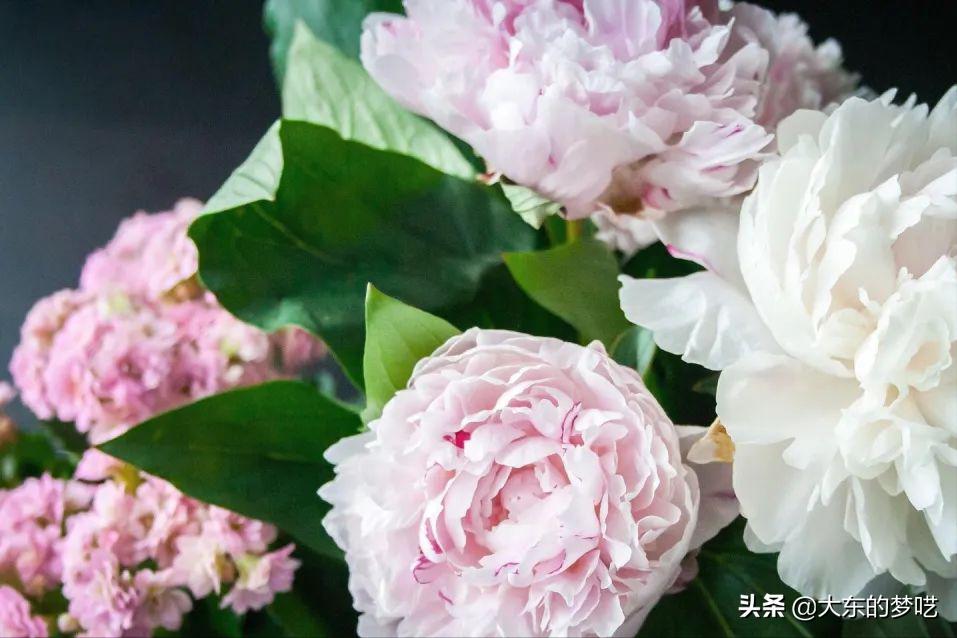 「植物知识说」“花中之王”—牡丹花