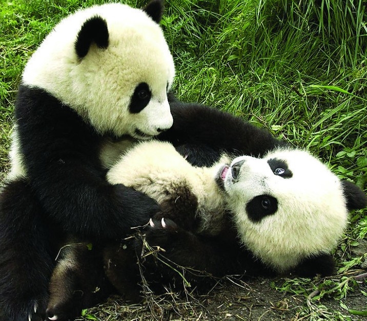 电子科大、川大、西南交大、西南财大、川农大，四川的TOP5大学