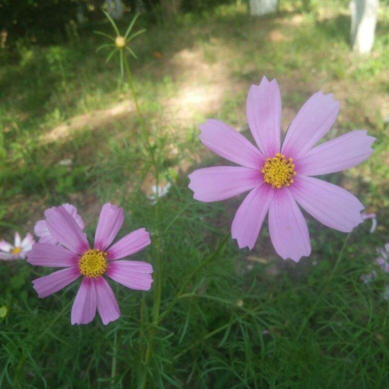 花草的图片大全（100种常见花图鉴一览表）