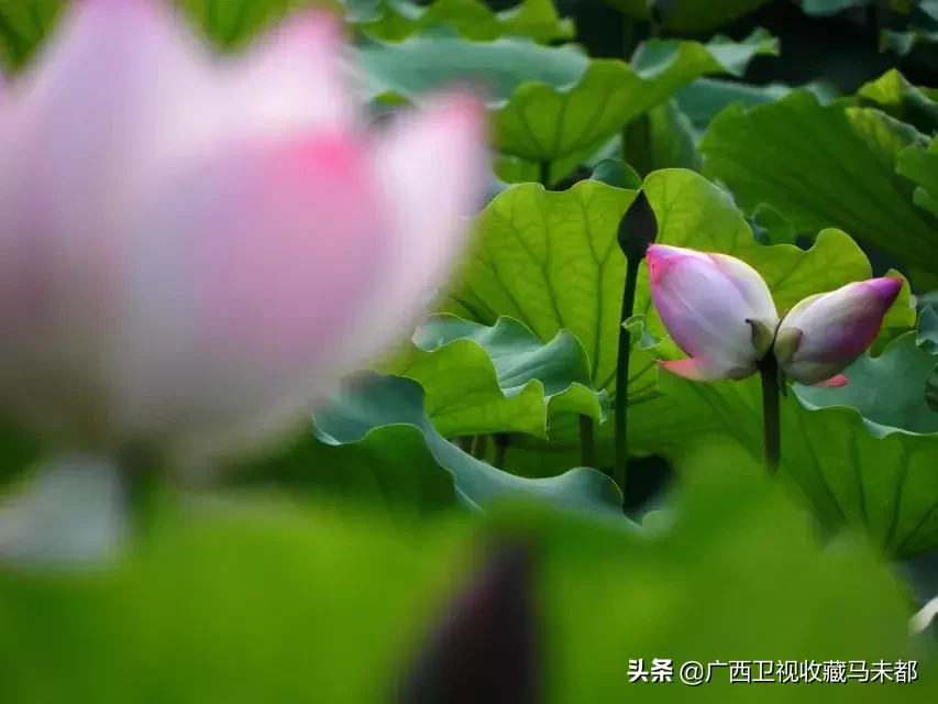 荷花随处可见,你有没有见过并蒂莲?