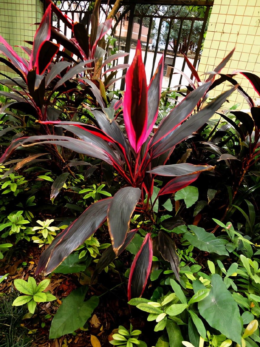 水生美人蕉(超级"喜水"的盆栽,叶片多彩水汪汪,天天浇水也不死)