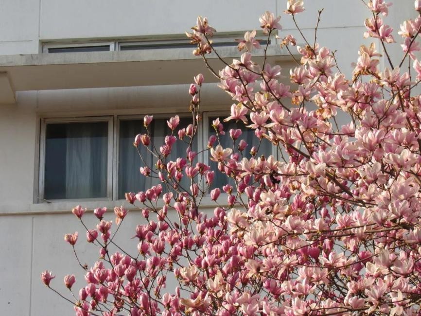 高清大图惊艳来袭！江苏这些“校花”神仙颜值，你Pick哪一个