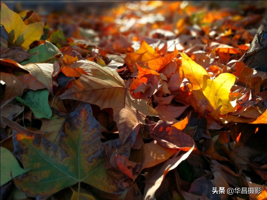 临汾学院：梦幻校园如诗醉人