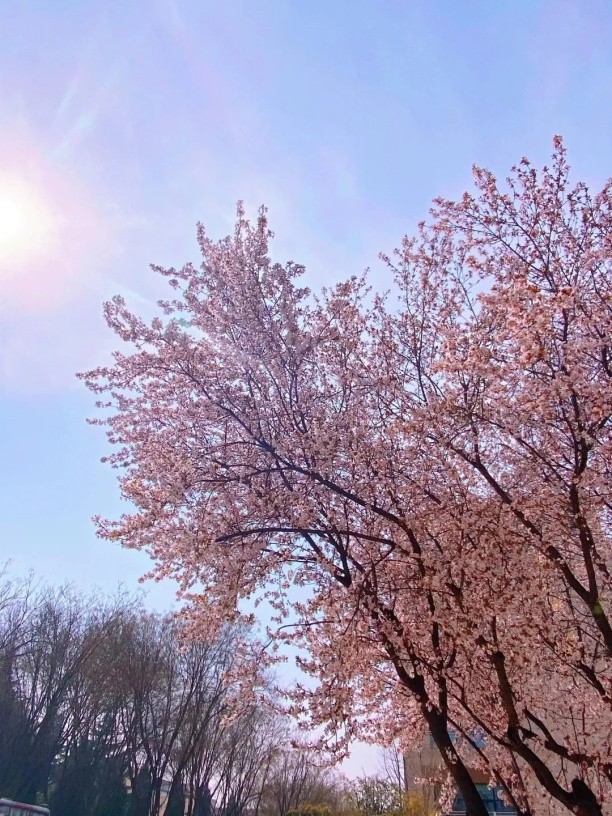 神仙颜值！惊艳众人！陕西高校“最美校花”高清大图曝光