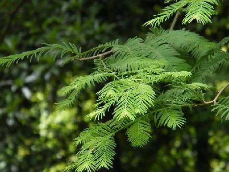 常见的10种裸子植物(常见的10种裸子植物及特征)-第18张图片-巴山号