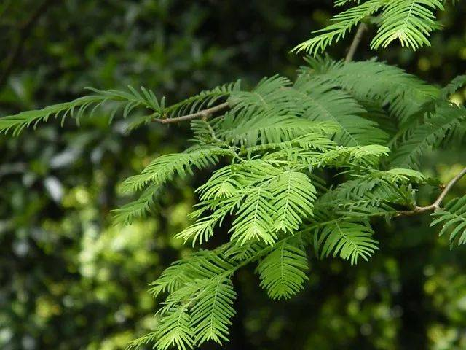 裸子植物有哪些(知識科普常見的裸子植物大全)