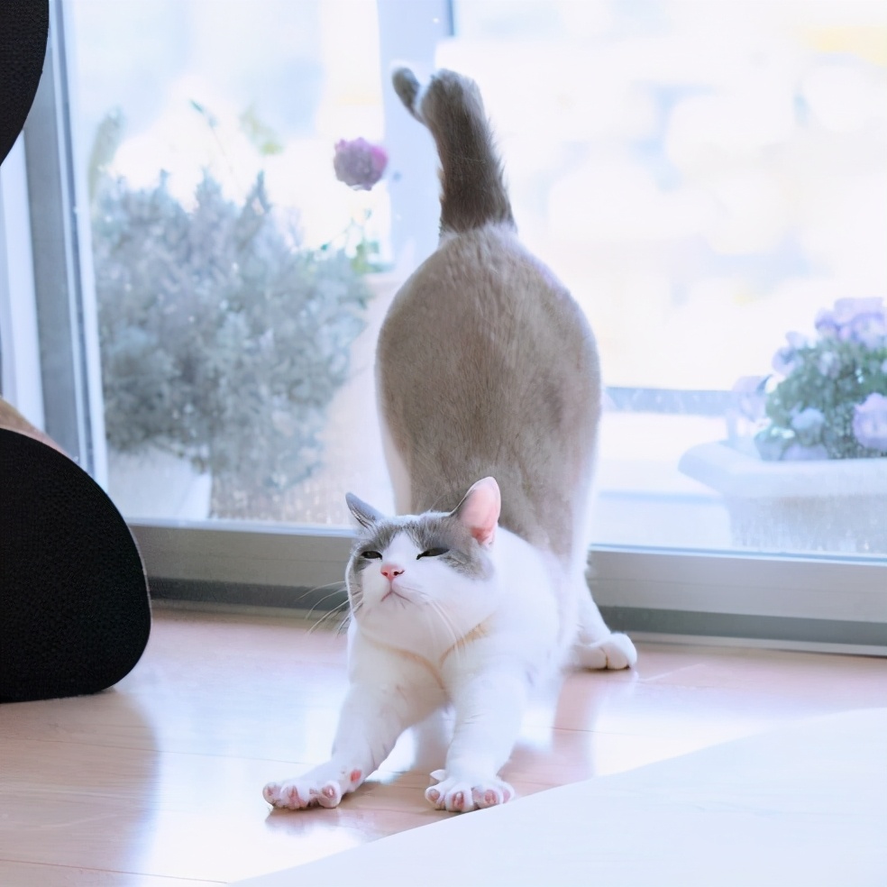 为什么猫咪会伸懒腰?