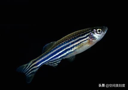 閃電斑馬魚pearl danio