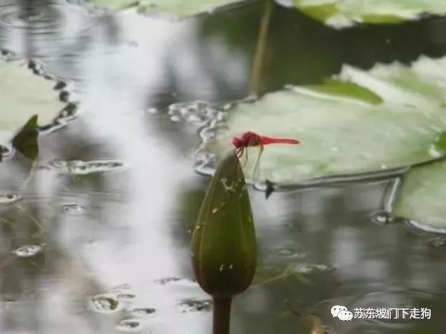 花中睡美人，时入梦中也是一种幸福