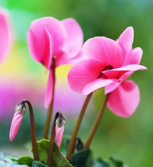 各种花的寓意及花语（100种花的花语大全）
