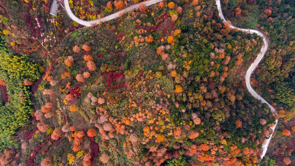 华东赏秋地图出炉，红枫银杏、芦苇水杉...已到最佳观赏期